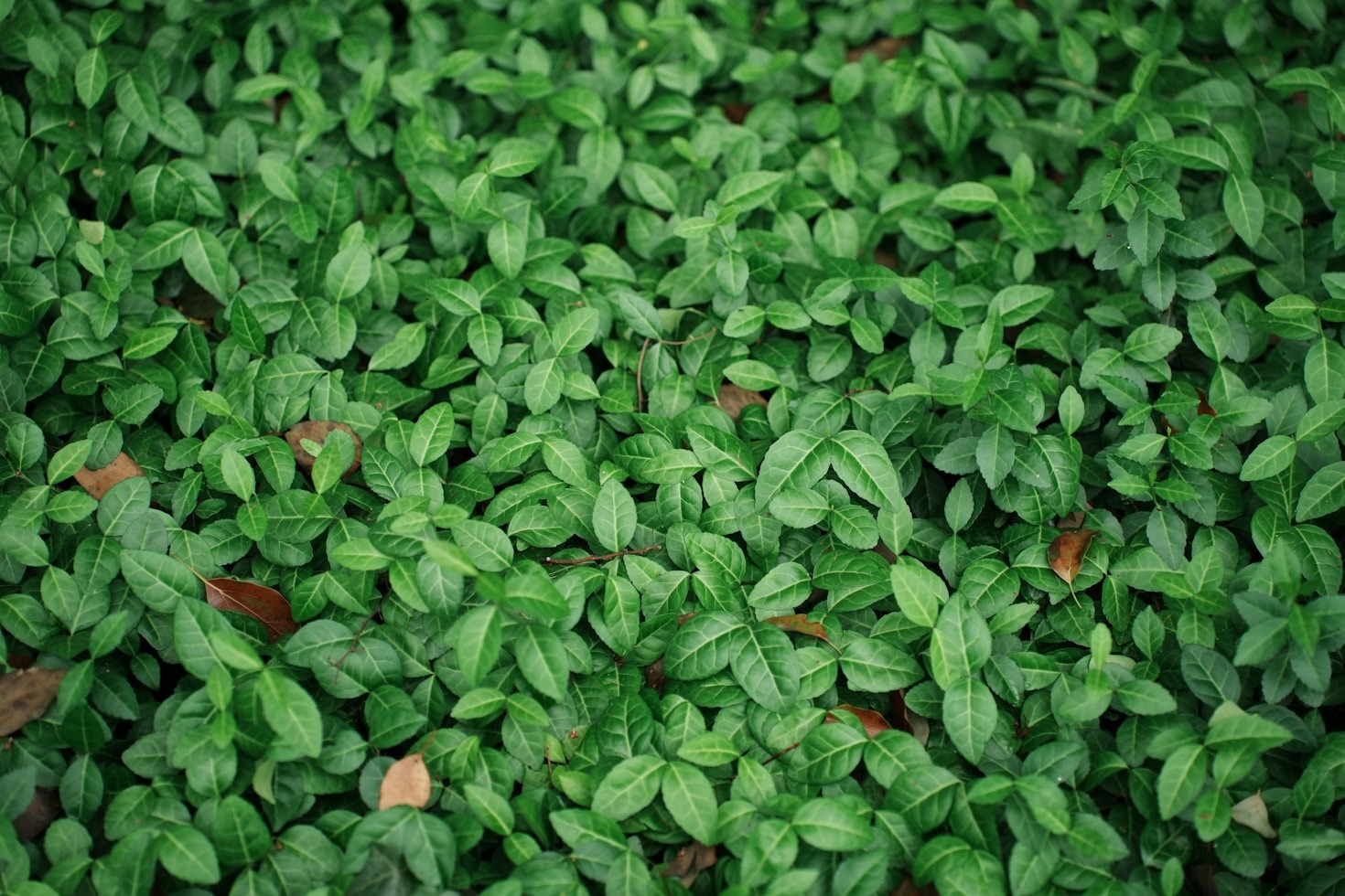 Top Herbal Tinctures for Everyday Wellness