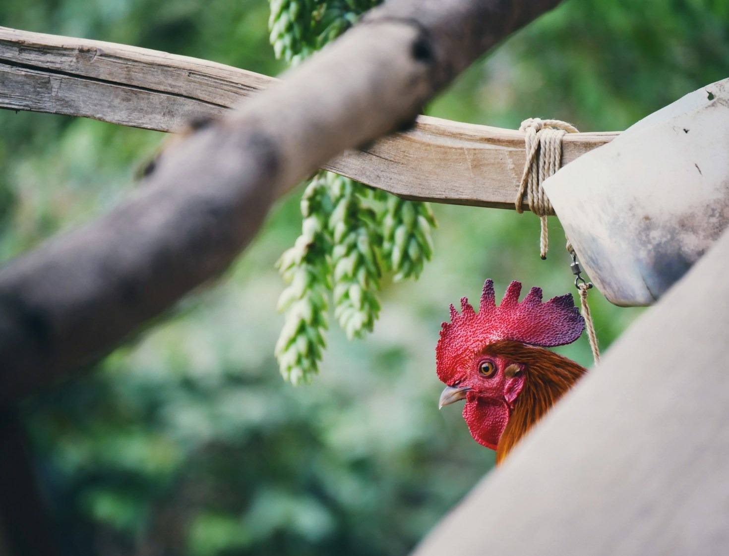 Natural Remedies: What You Need to Know
